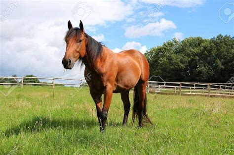 sognare un cavallo|sognare un cavallo significato.